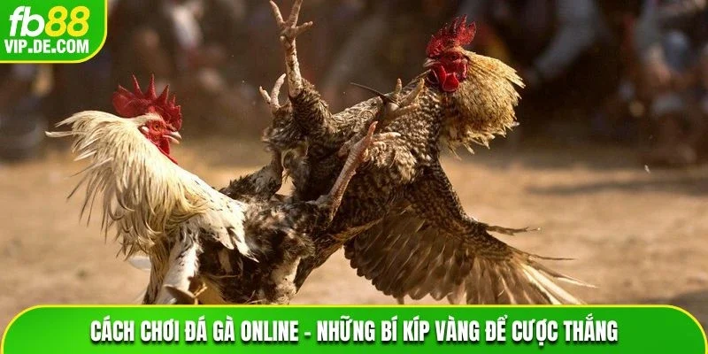 Cách chơi đá gà online