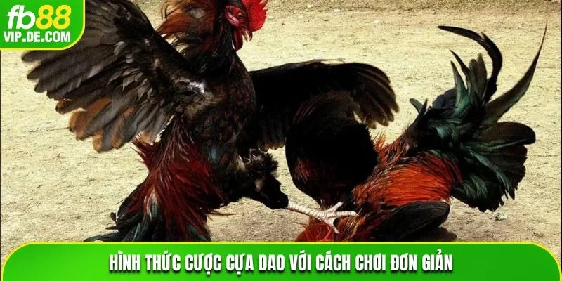 Hình thức cược cựa dao với cách chơi đơn giản