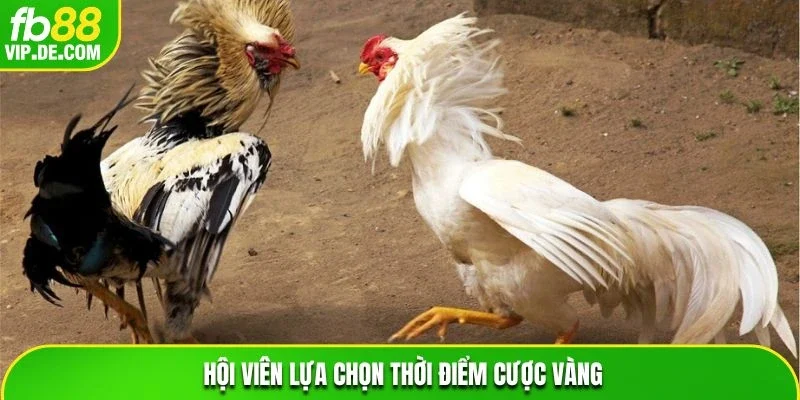 Hội viên lựa chọn thời điểm cược vàng