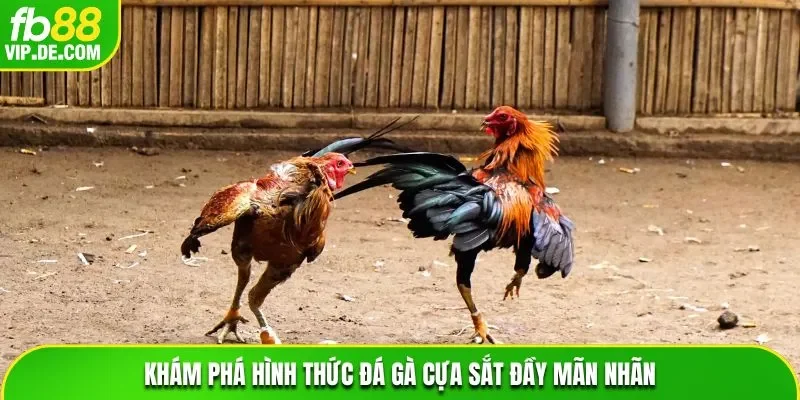 Khám phá hình thức đá gà cựa sắt đầy mãn nhãn