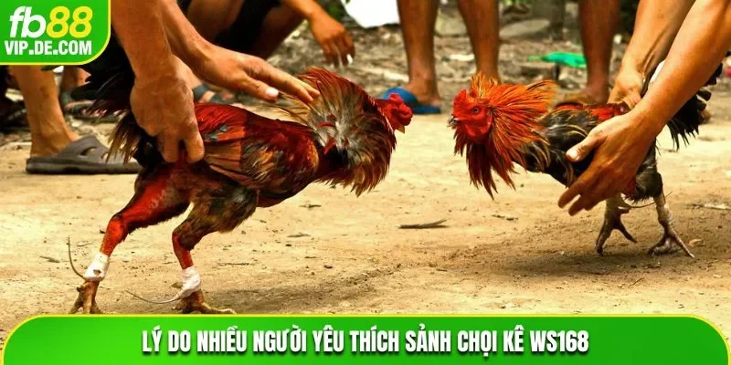 Lý do nhiều người yêu thích sảnh chọi kê WS168