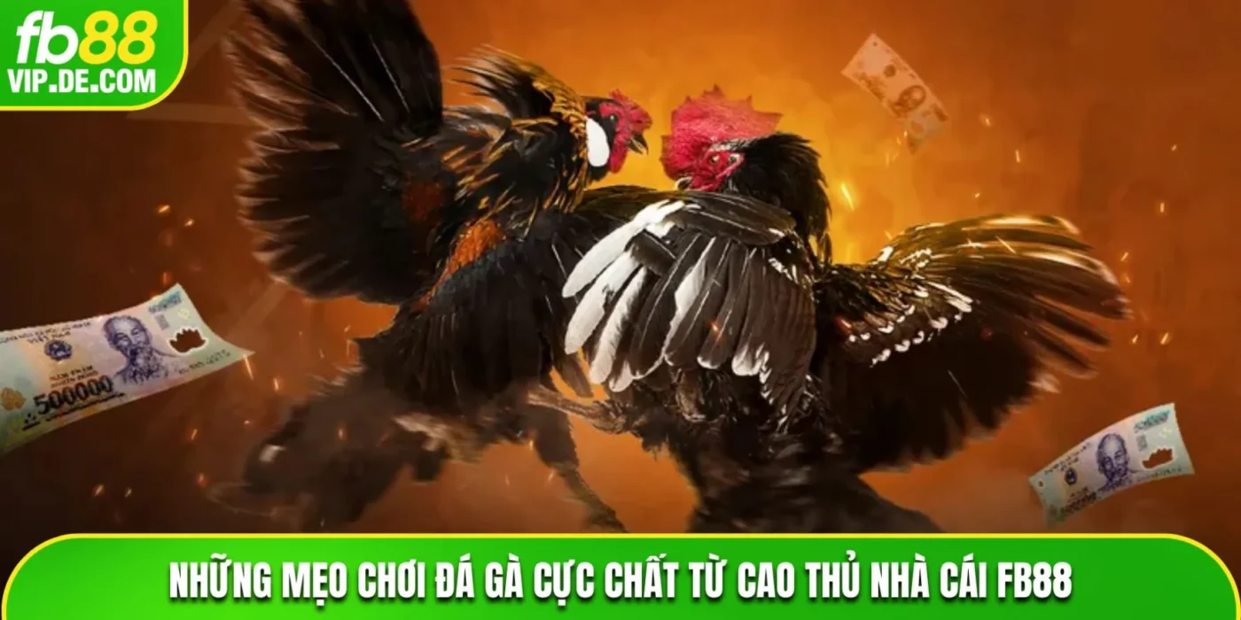 Những mẹo chơi đá gà cực chất từ cao thủ nhà cái FB88