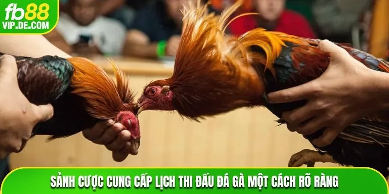 Sảnh cược cung cấp lịch thi đấu đá gà một cách rõ ràng