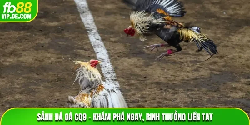 Sảnh đá gà CQ9