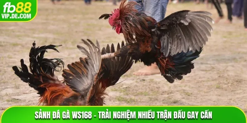 Sảnh đá gà WS168