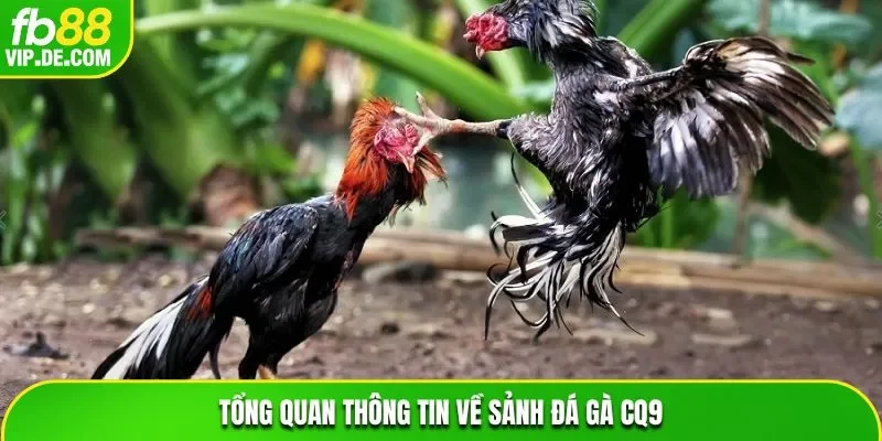 Tổng quan thông tin về sảnh đá gà CQ9