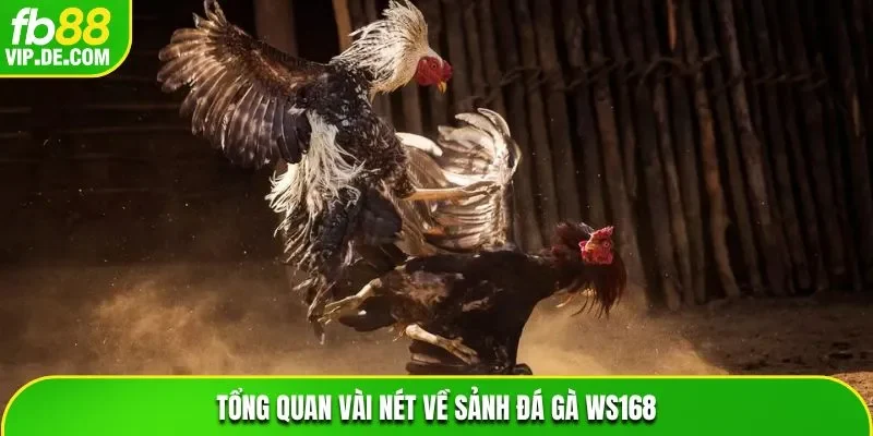 Tổng quan vài nét về sảnh đá gà WS168
