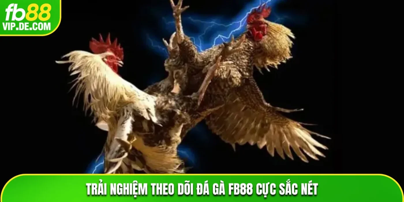 Trải nghiệm theo dõi đá gà tại FB88 cực sắc nét